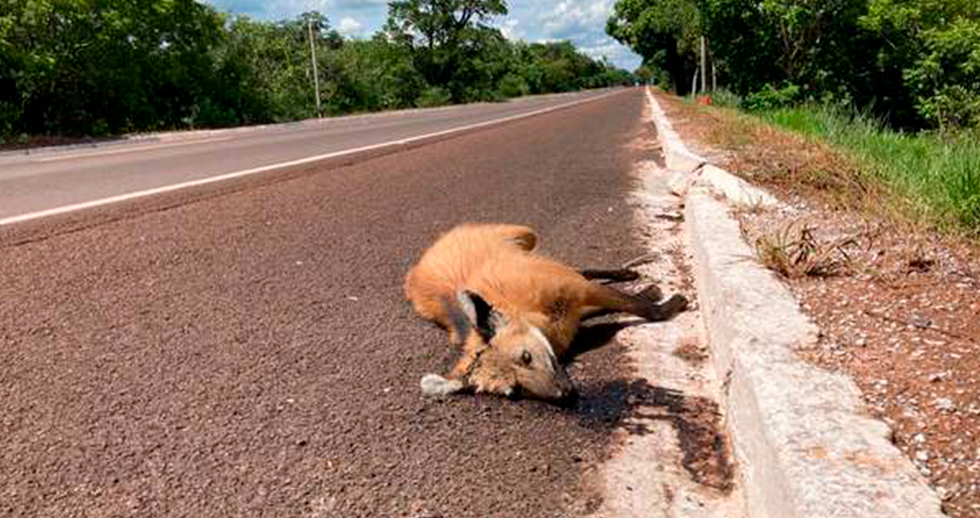 Atropelamento de animais em rodovias gera pedido de intervenção em obras de MS