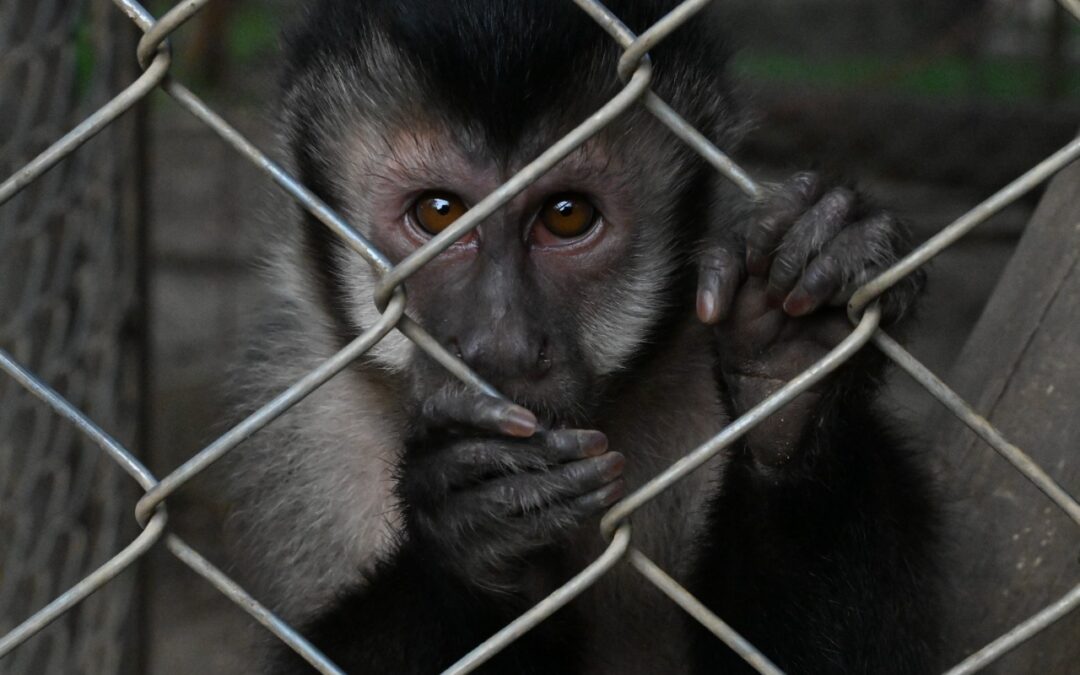 Dossiê do Tráfico de Animais Silvestres