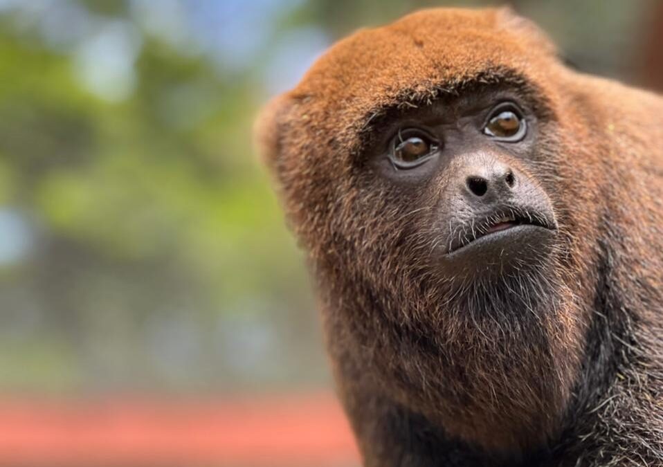 Preservando a vida silvestre: Por que o mantenedor de fauna do Instituto Libio não é aberto à visitação