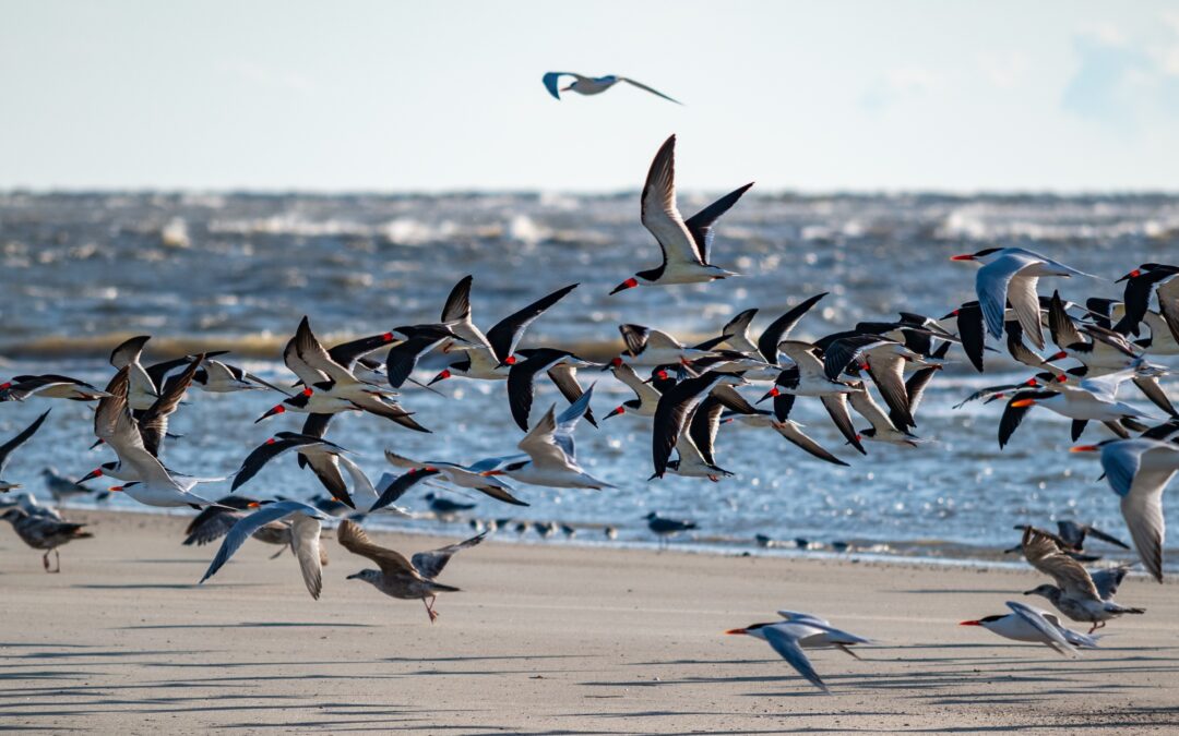 Influenza aviária: Saiba mais sobre a gripe em aves silvestres