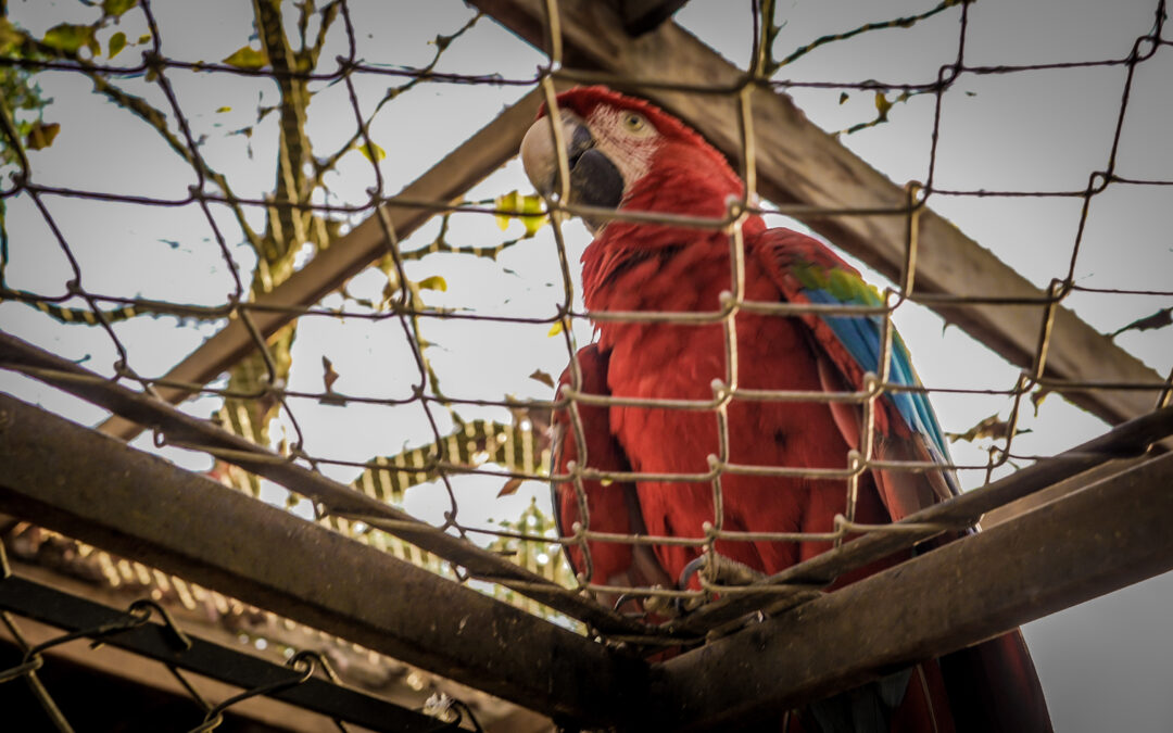 Desafios na soltura de aves vítimas do tráfico e seu impacto na conservação da biodiversidade