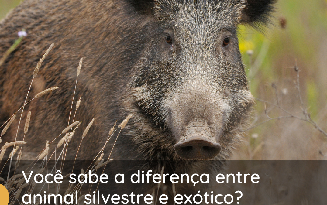 Qual a diferença entre animal exótico e animal silvestre? 