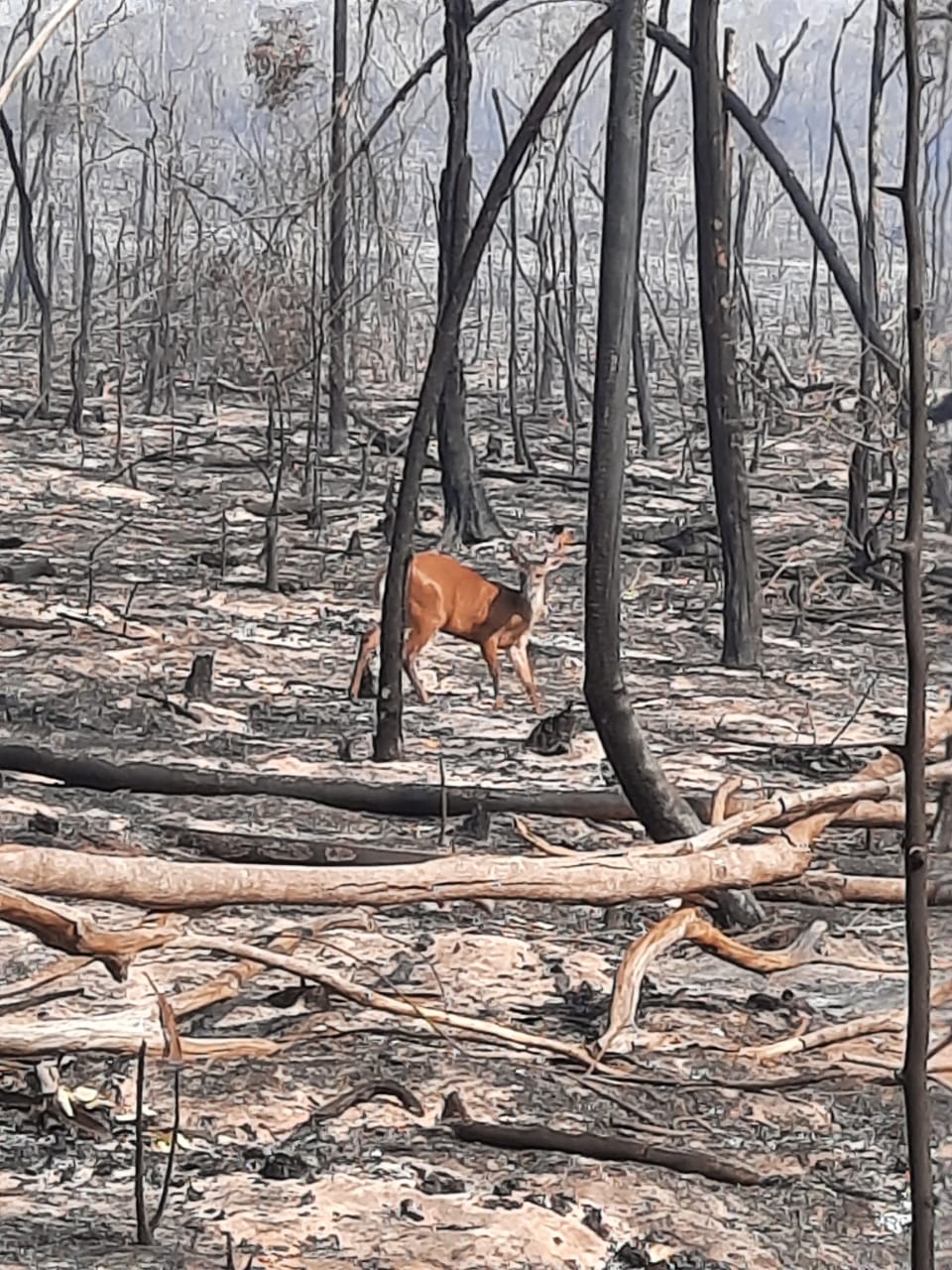 floresta queimada com veado entre as árvores