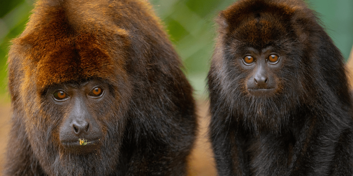 Fauna e natureza protegidas pelo Instituto Libio