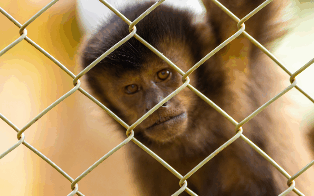 Avanço histórico na proteção da fauna: entenda o PL 347/2003