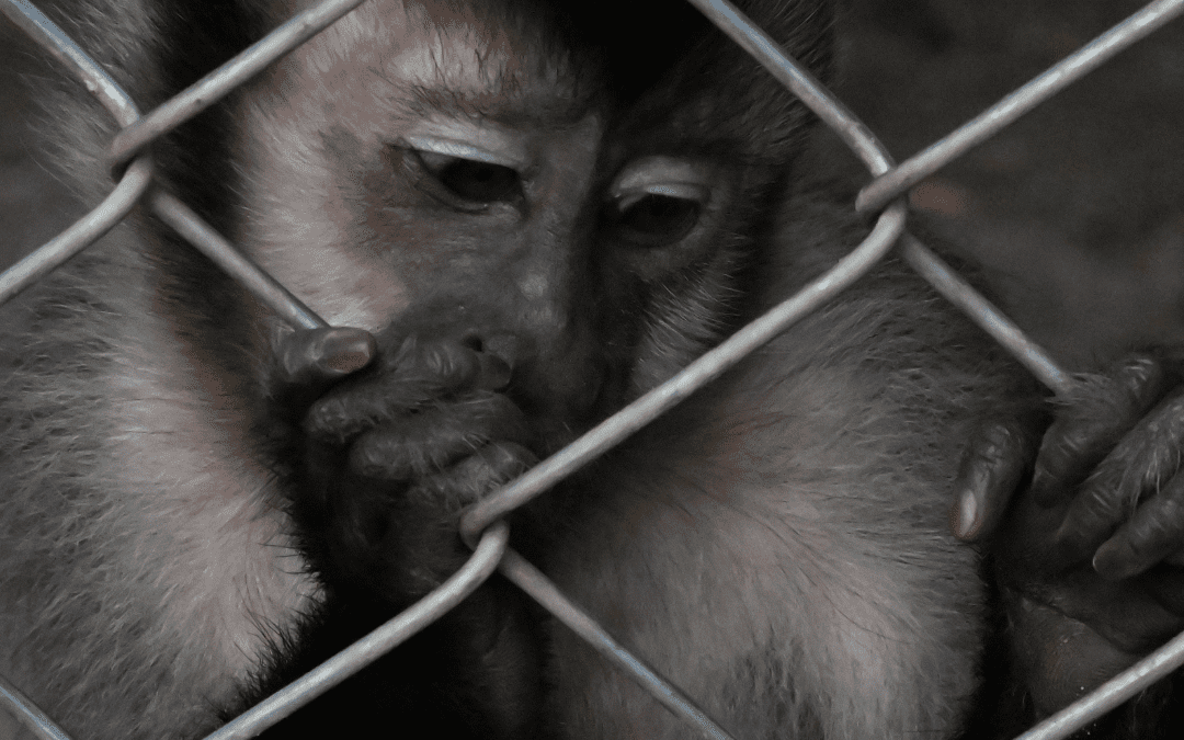 Ter animal silvestre em casa não é conservar a espécie: por que essa prática prejudica a biodiversidade