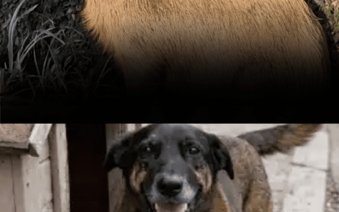 A crueldade que choca é a mesma que acontece todos os dias e pode ser prevenida