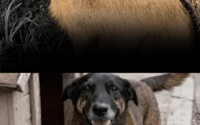 A crueldade que choca é a mesma que acontece todos os dias e pode ser prevenida