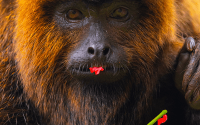 Senciência animal: o que a ciência já sabe e por que isso muda a forma como vemos os animais