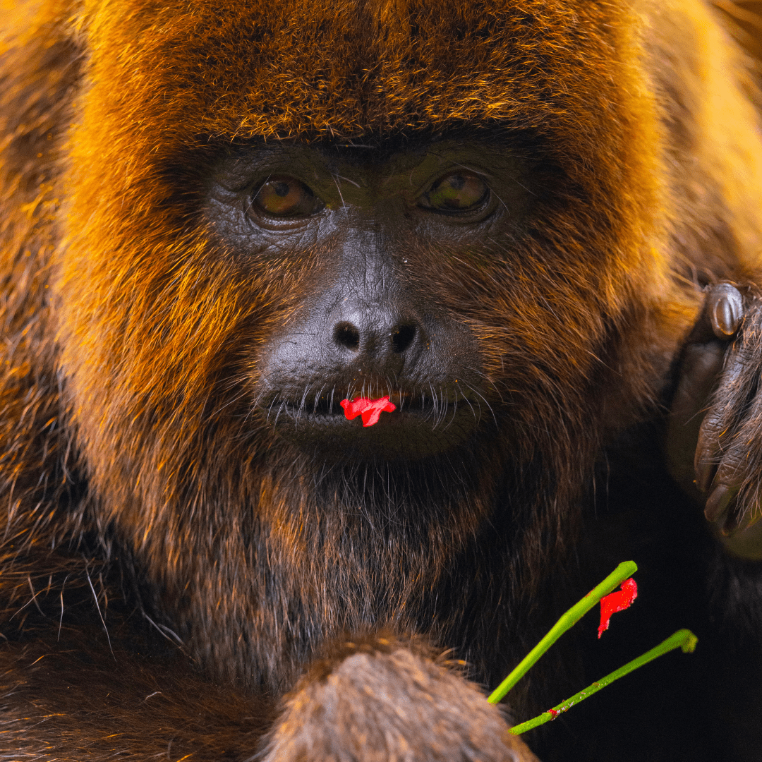 Fauna silvestre brasileira na natureza
