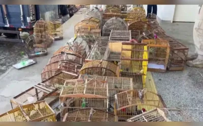 Tráfico de animais silvestres no Brasil: um problema estrutural que ainda tratamos como pontual