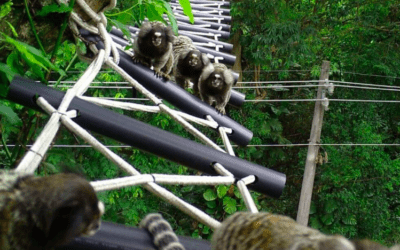 Passagens de fauna: por que essa infraestrutura é essencial para a conservação da biodiversidade