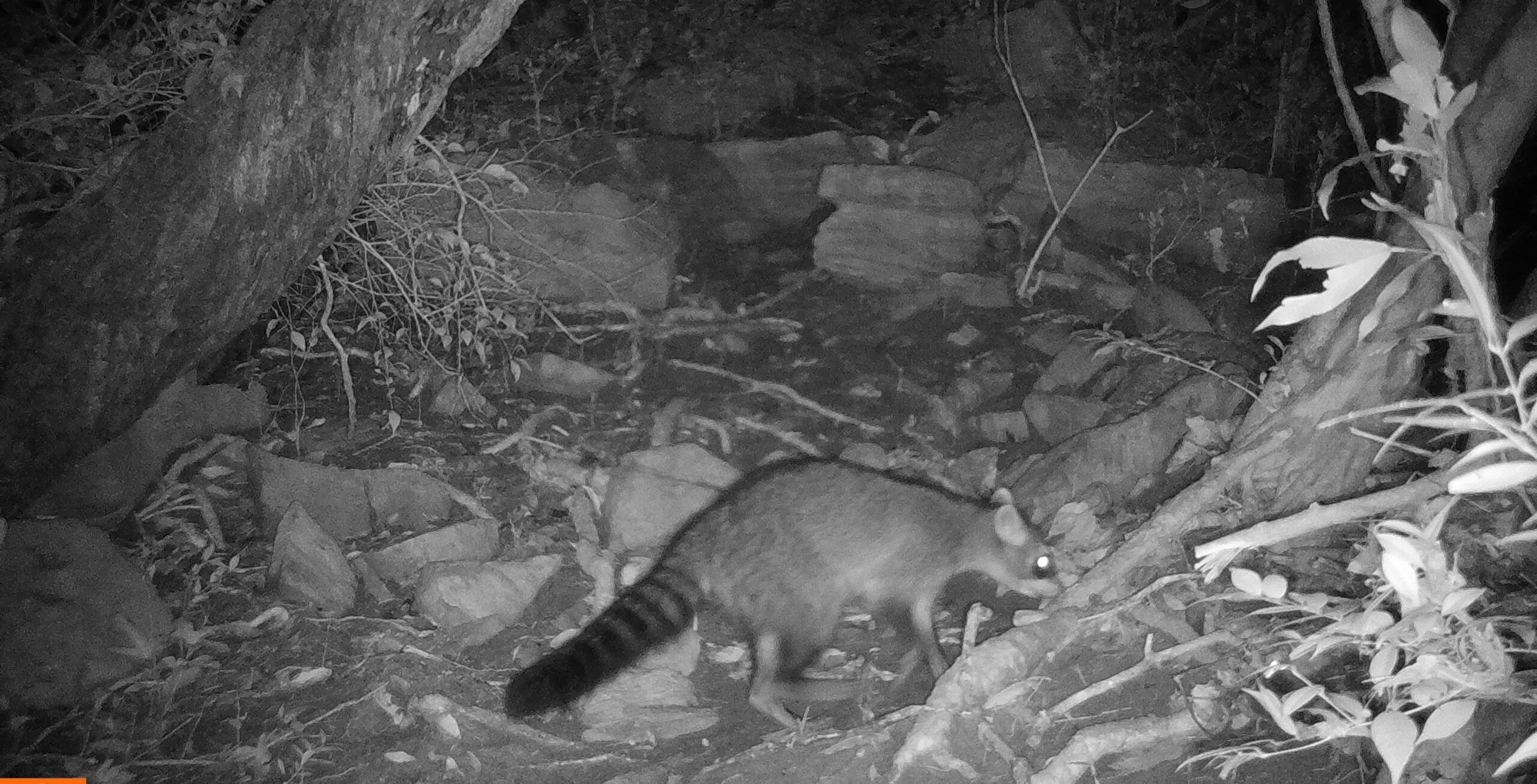 Imagem obtida durante o monitoramento da fauna