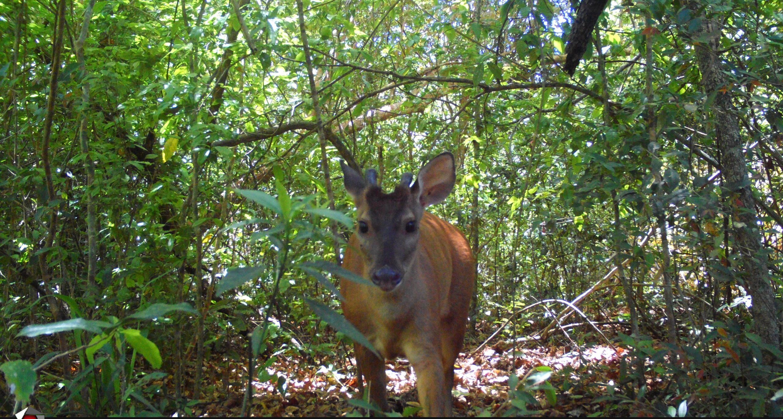 Animal silvestre registrado em área monitorada