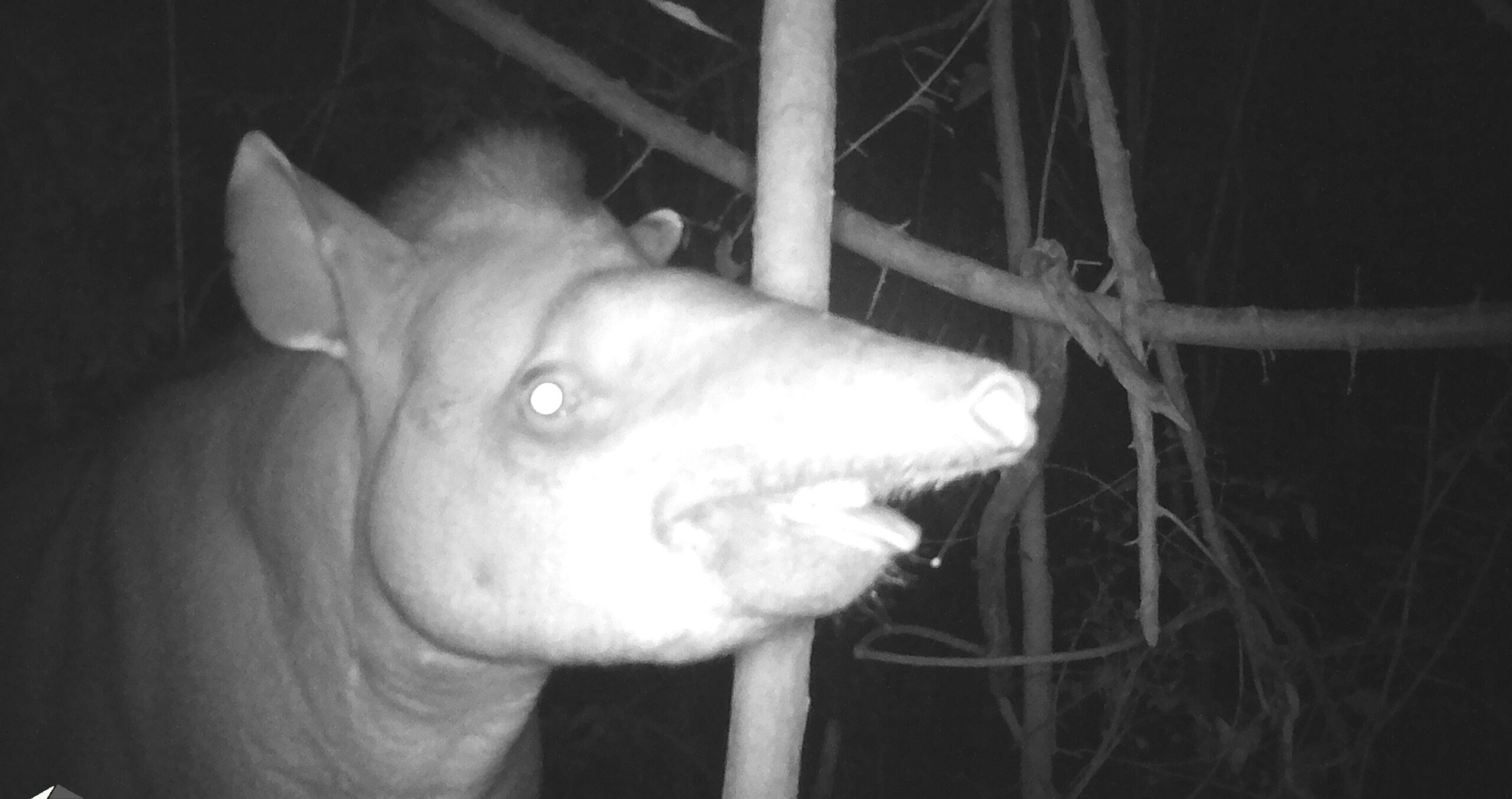 Fauna terrestre registrada pelo projeto Olhos da Mata