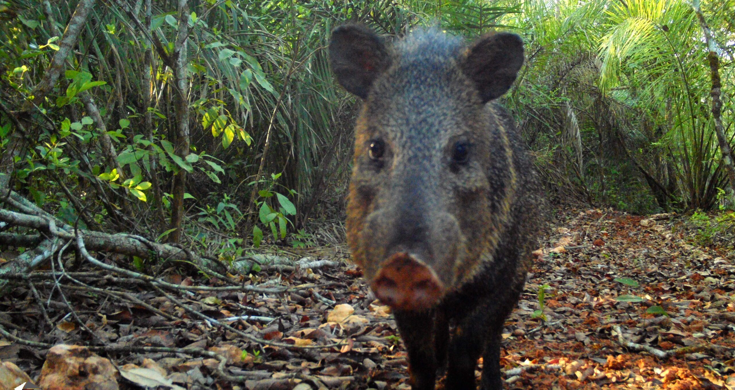 Registro de biodiversidade nas reservas
