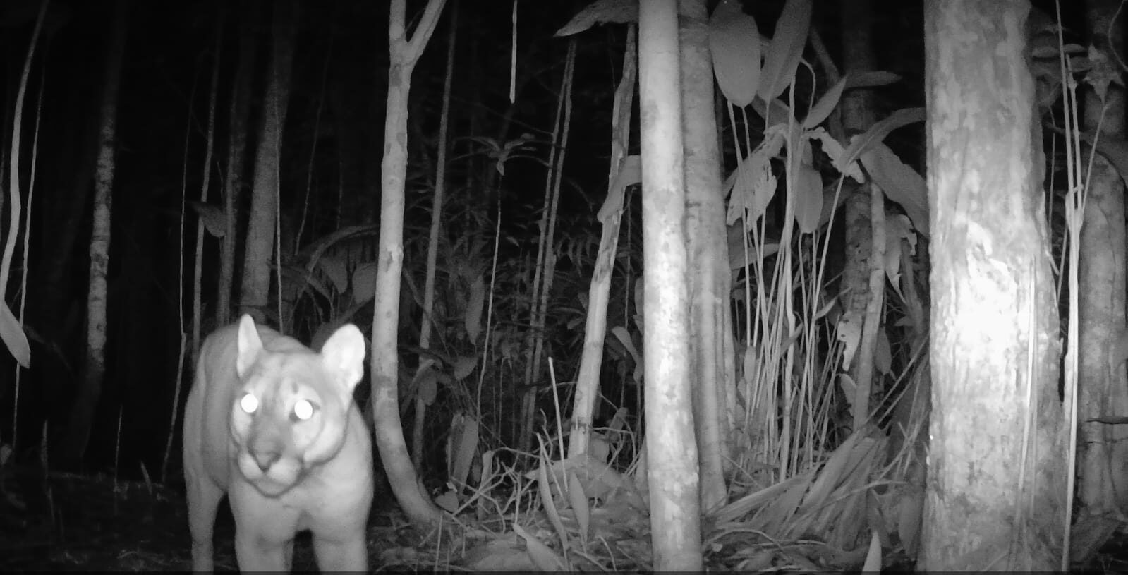 Câmera trap instalada em área de mata