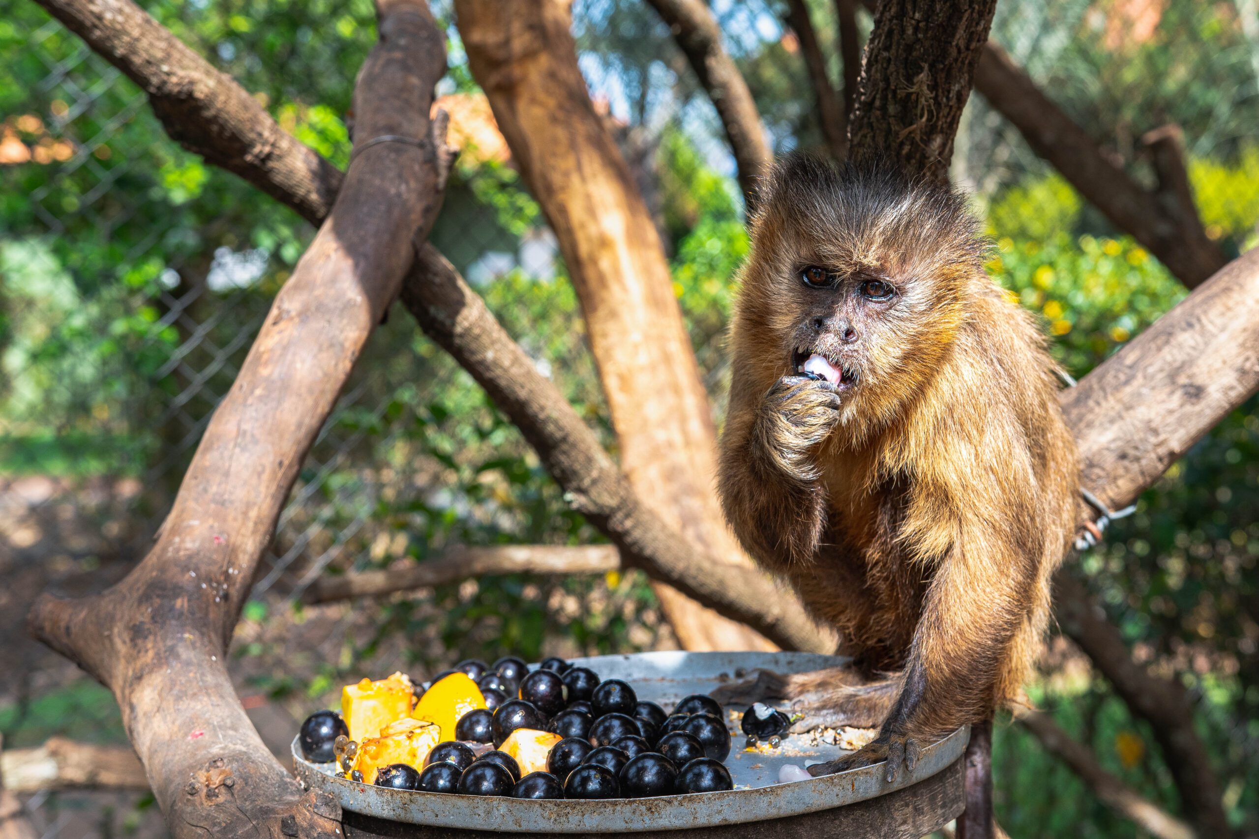Macaco acolhido pelo Instituto Libio