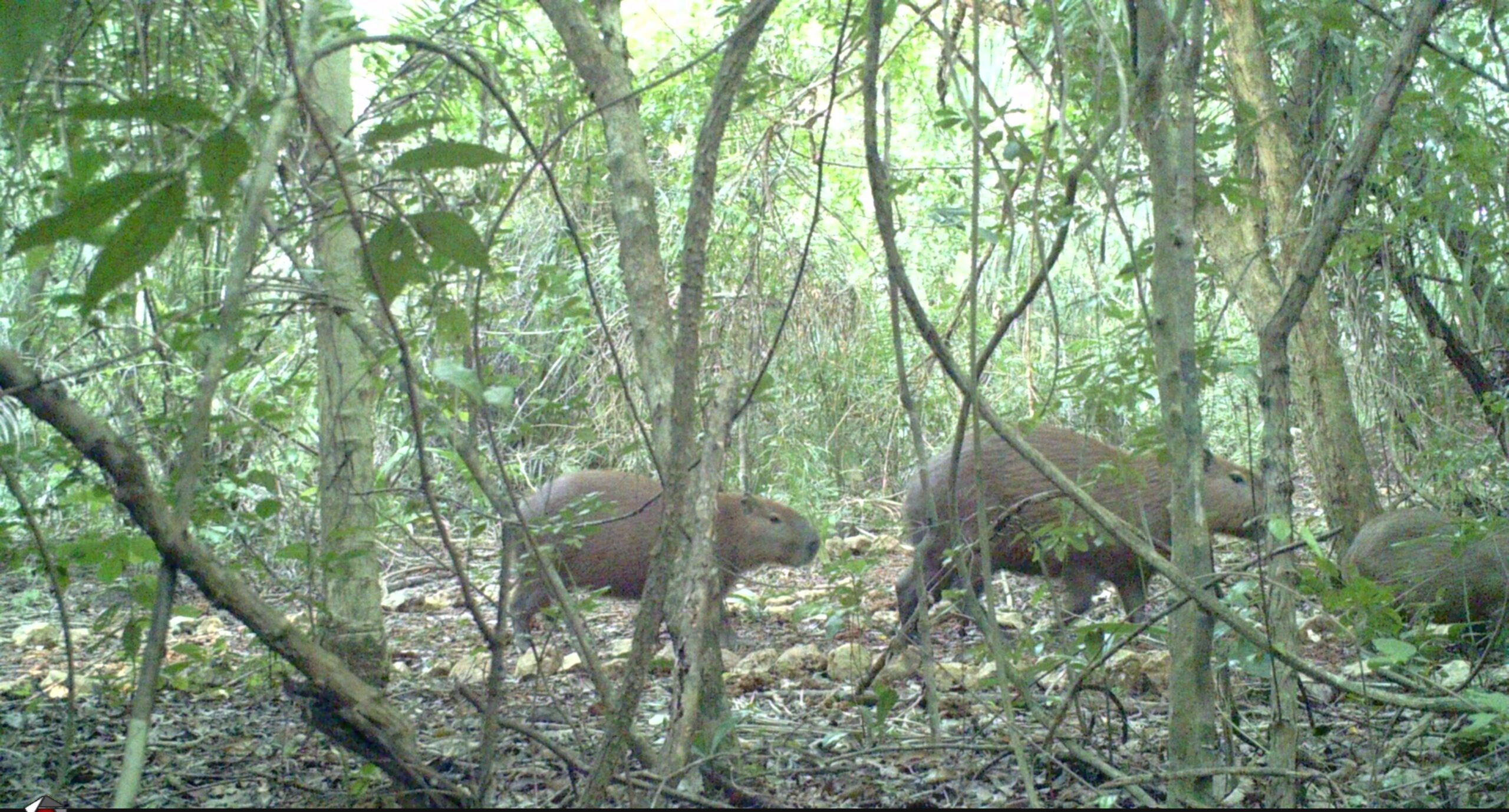 Novo registro de fauna realizado pelo projeto