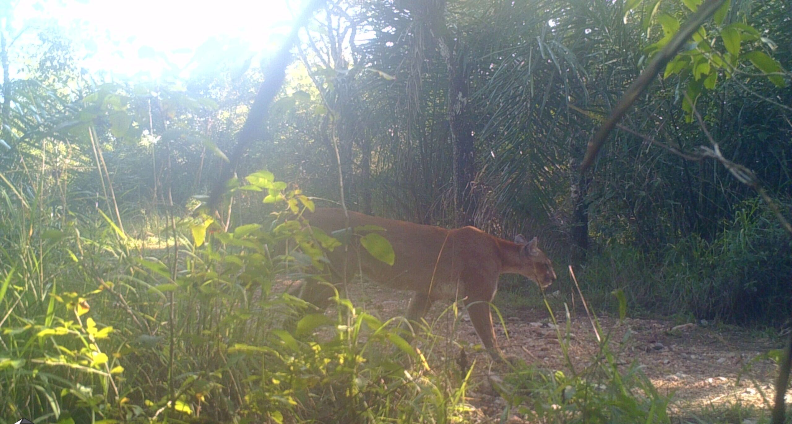Animal silvestre registrado pelo projeto Olhos da Mata