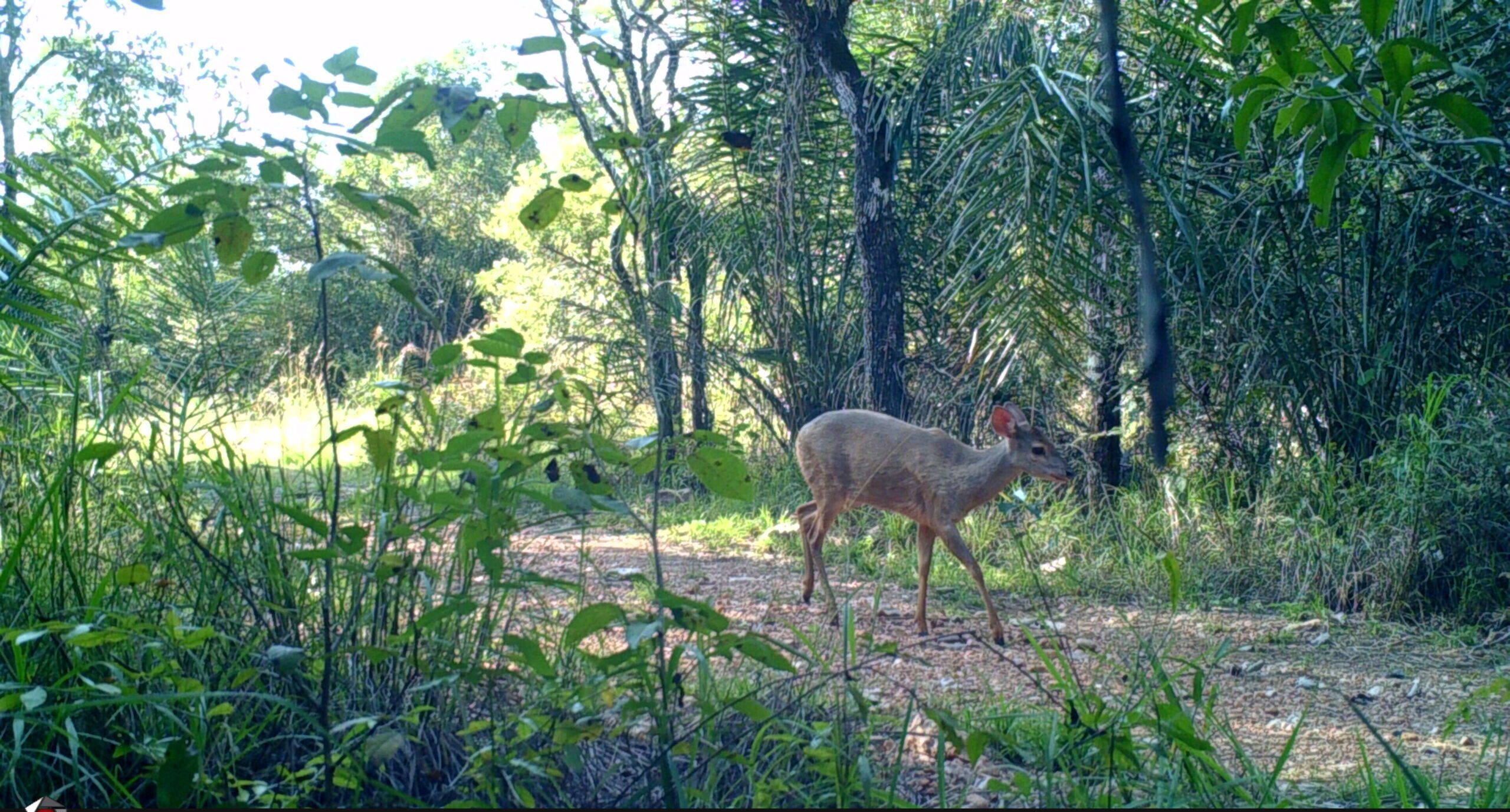 Animal registrado durante o monitoramento