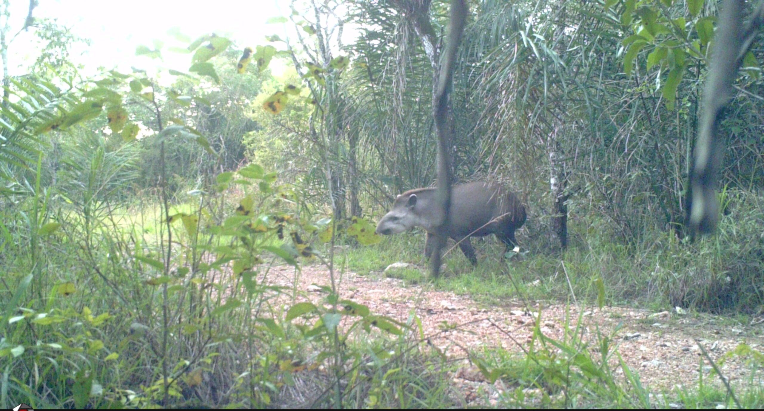 Registro da biodiversidade nas áreas monitoradas